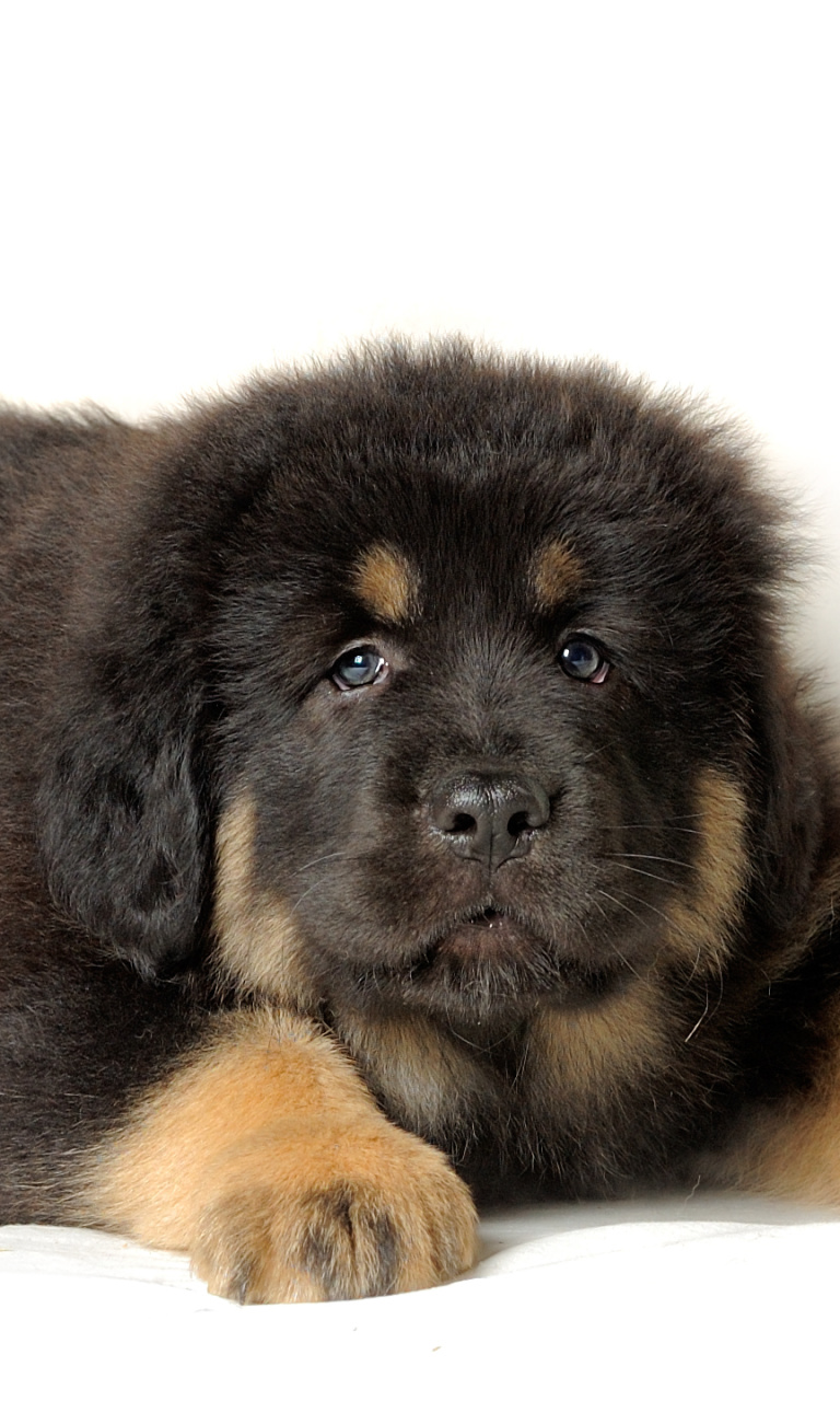 Обои Tibetan Mastiff Puppy 768x1280