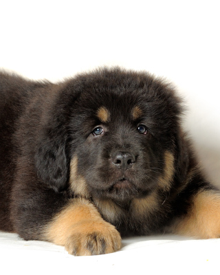 Tibetan Mastiff Puppy - Obrázkek zdarma pro 240x320