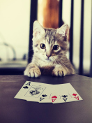 Fondo de pantalla Poker Cat 132x176