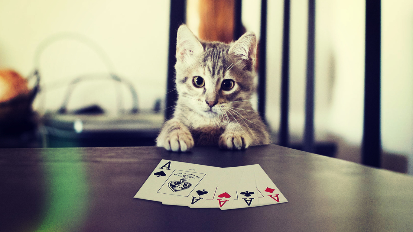 Fondo de pantalla Poker Cat 1366x768