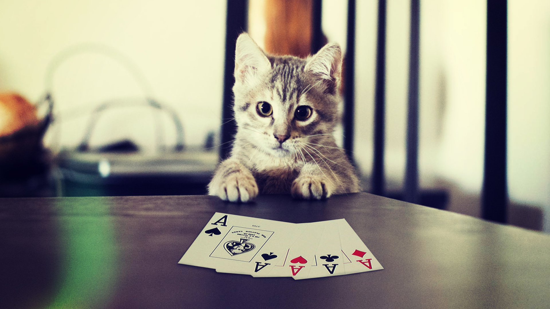 Das Poker Cat Wallpaper 1920x1080