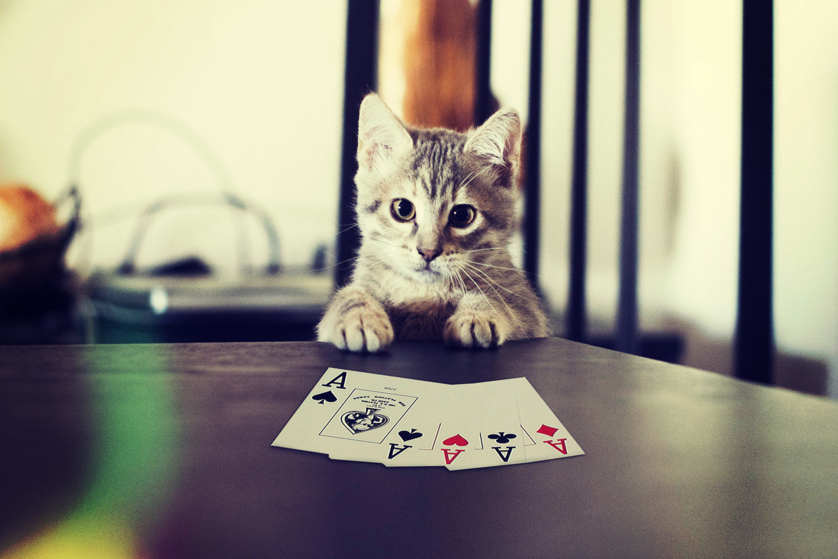 Fondo de pantalla Poker Cat 2880x1920