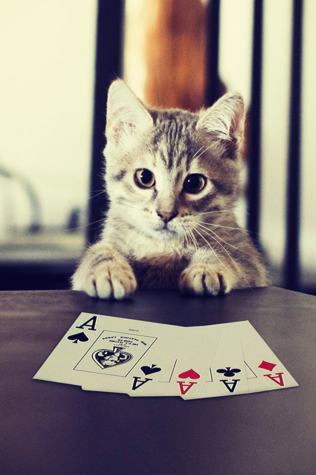 Screenshot №1 pro téma Poker Cat 640x960