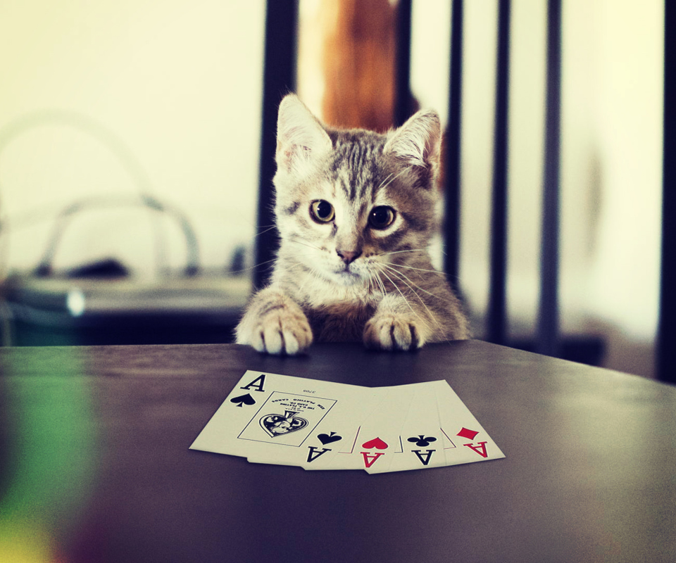 Das Poker Cat Wallpaper 960x800
