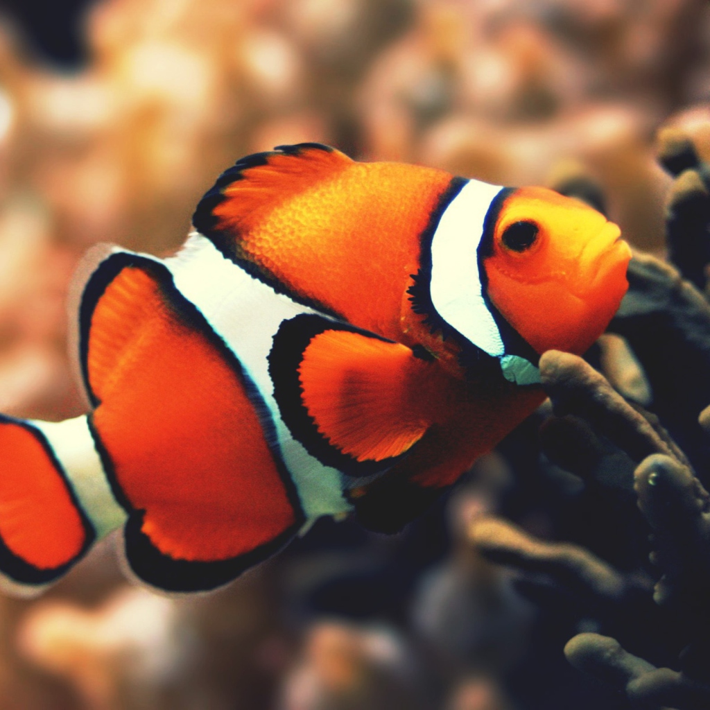 Das Nemo Fish Wallpaper 1024x1024