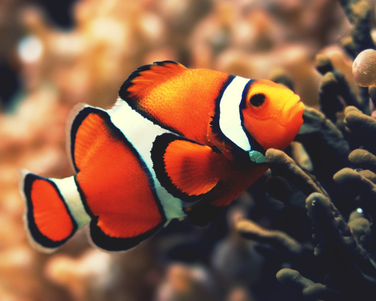 Обои Nemo Fish 1280x1024