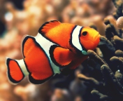 Das Nemo Fish Wallpaper 176x144