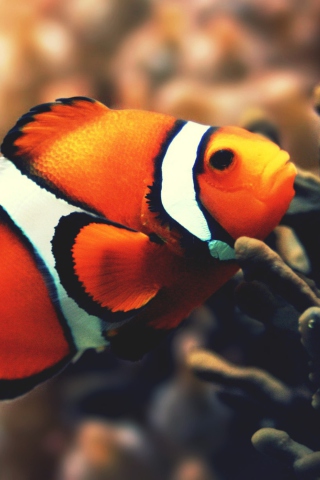 Fondo de pantalla Nemo Fish 320x480