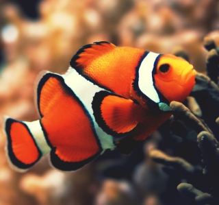 Nemo Fish papel de parede para celular para iPad 2