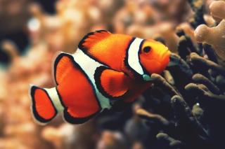 Nemo Fish papel de parede para celular 