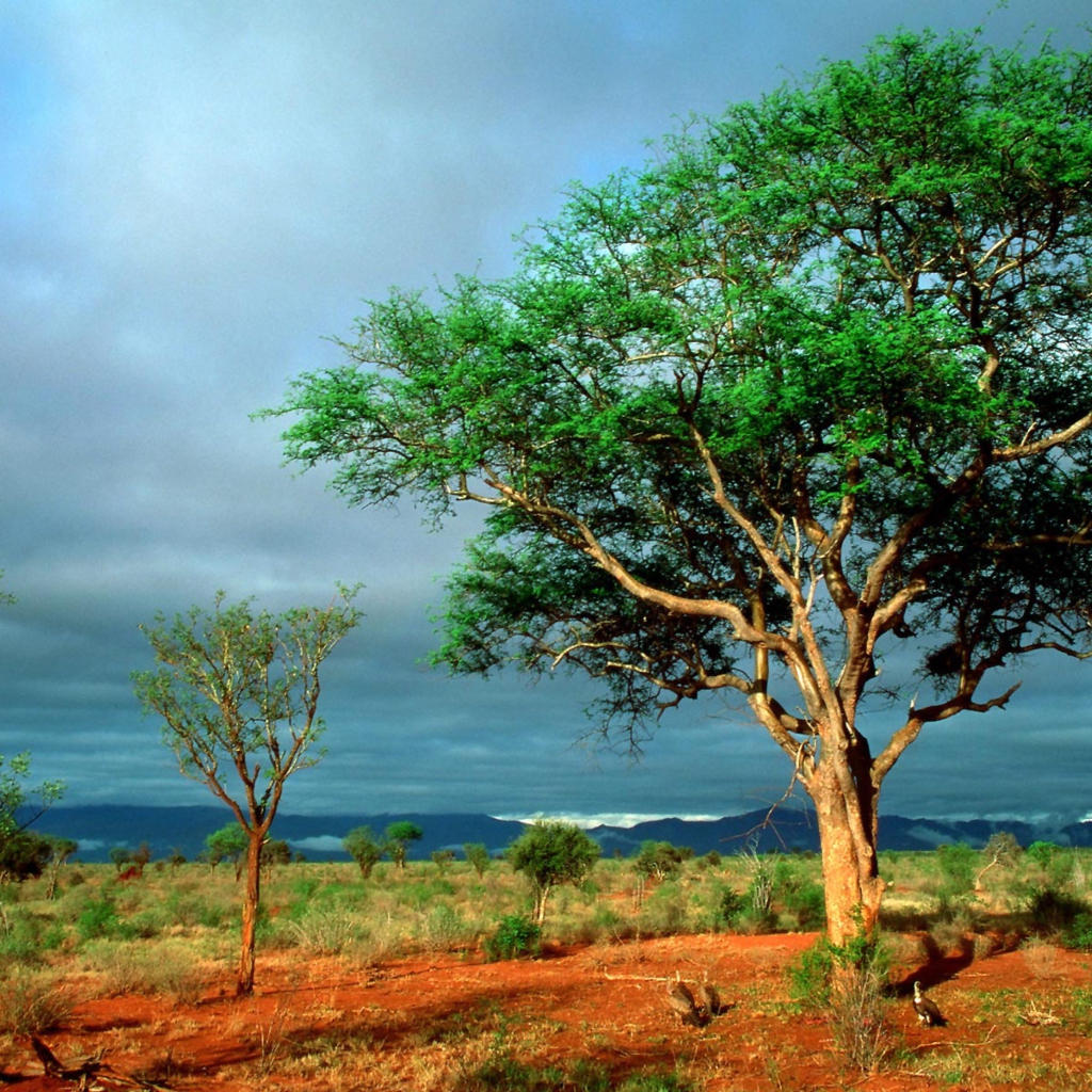 Обои African Kruger National Park 1024x1024