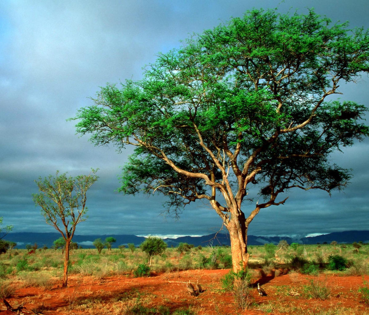 Screenshot №1 pro téma African Kruger National Park 1200x1024