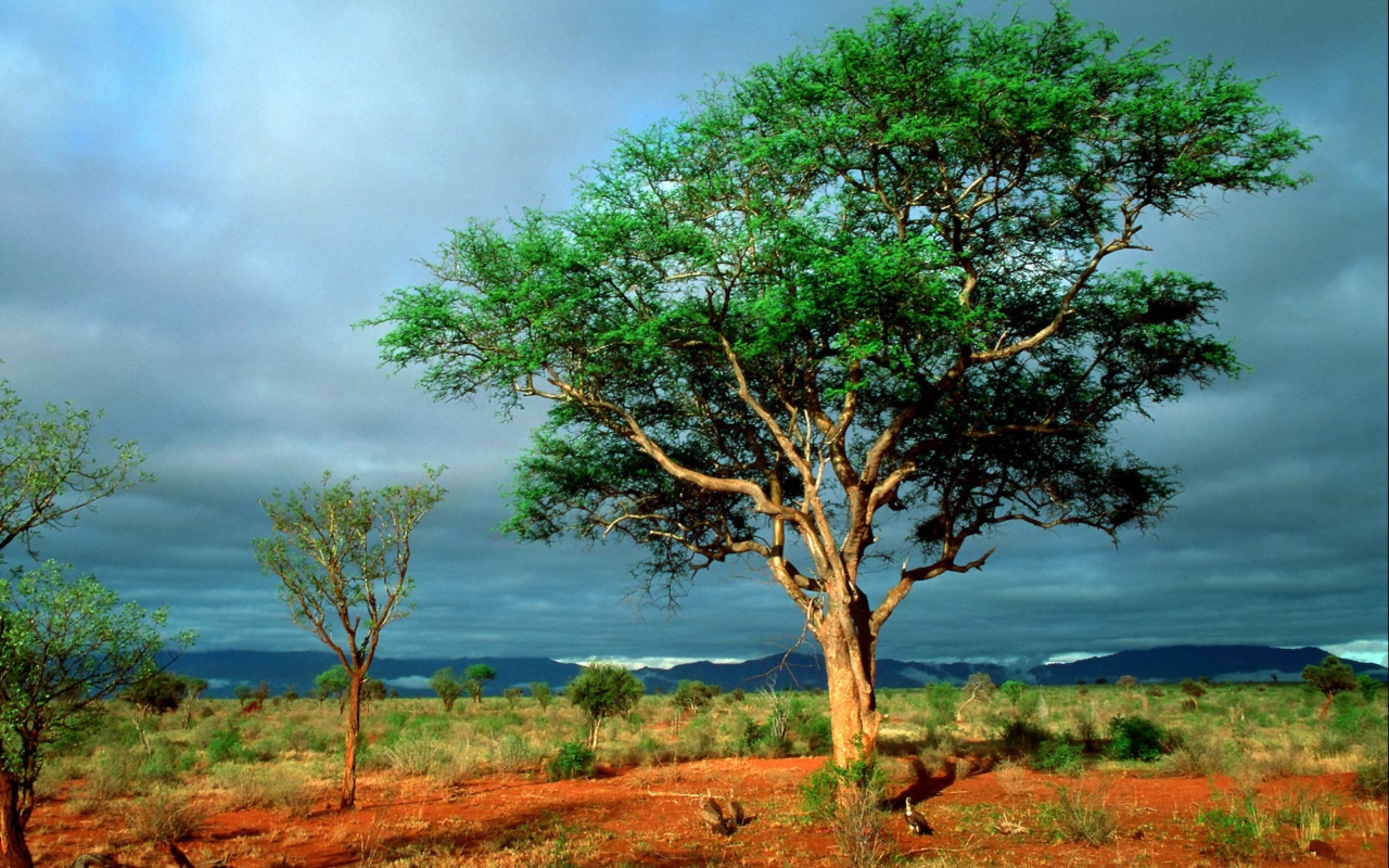Screenshot №1 pro téma African Kruger National Park 1280x800