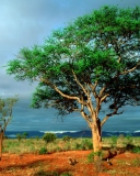 Screenshot №1 pro téma African Kruger National Park 128x160