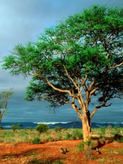 African Kruger National Park wallpaper 240x320