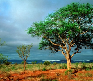 African Kruger National Park - Obrázkek zdarma pro 128x128