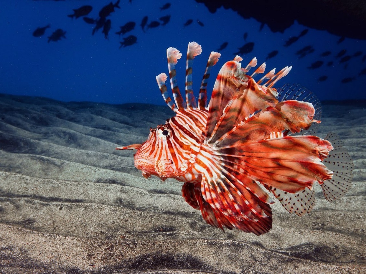 Fondo de pantalla Pterois, Lionfish 1280x960