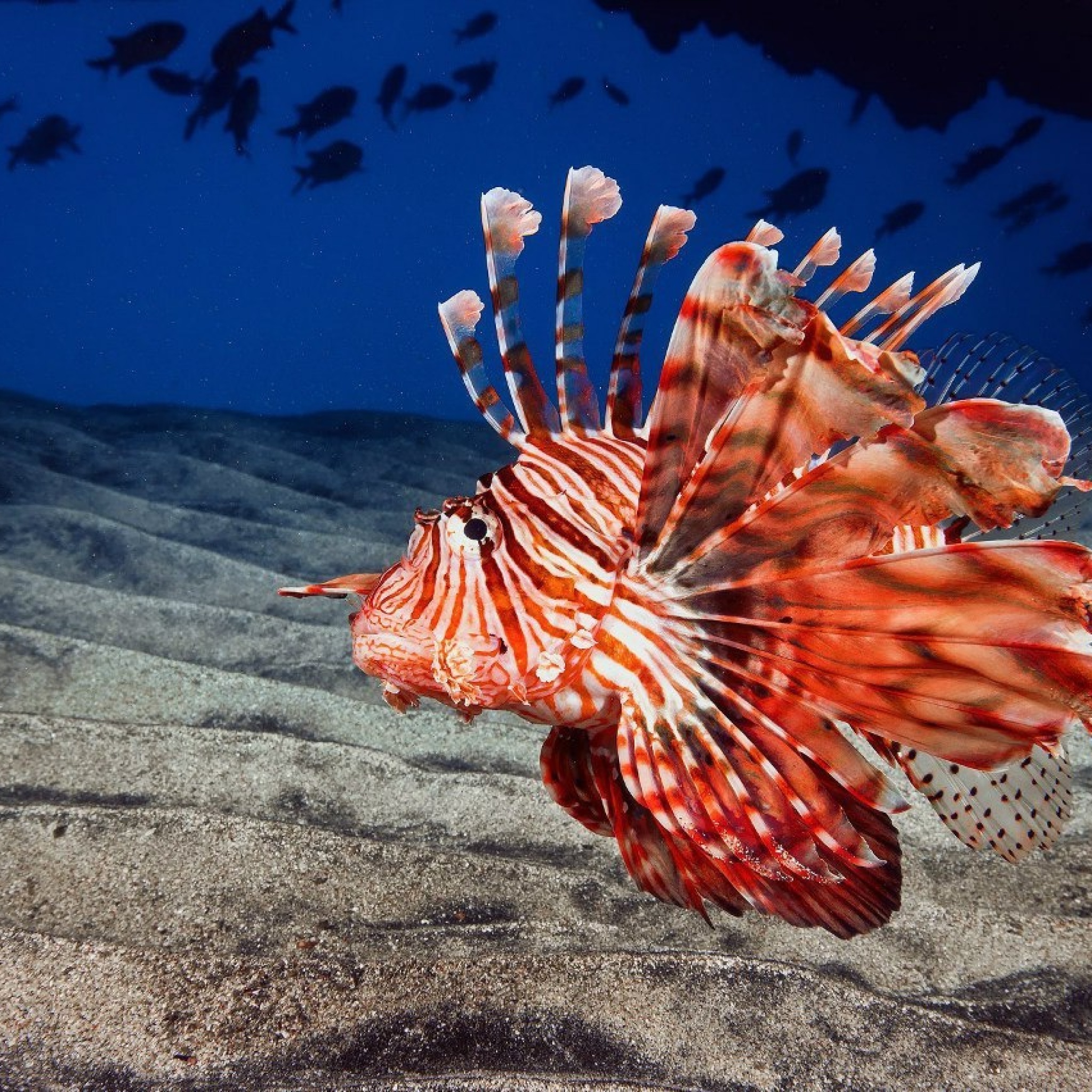 Sfondi Pterois, Lionfish 2048x2048