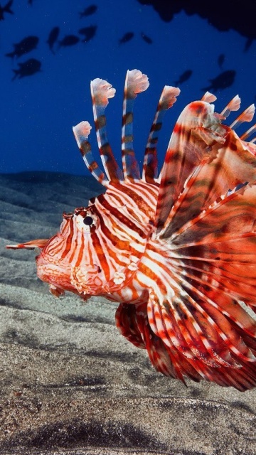 Fondo de pantalla Pterois, Lionfish 360x640