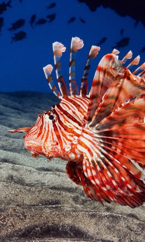 Screenshot №1 pro téma Pterois, Lionfish 480x800