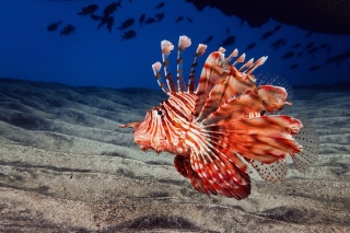 Pterois, Lionfish Background for Android, iPhone and iPad