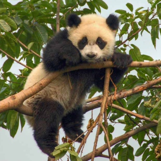 Cute Panda - Obrázkek zdarma pro iPad Air