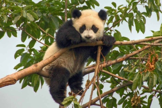 Cute Panda - Obrázkek zdarma pro Samsung Galaxy S5