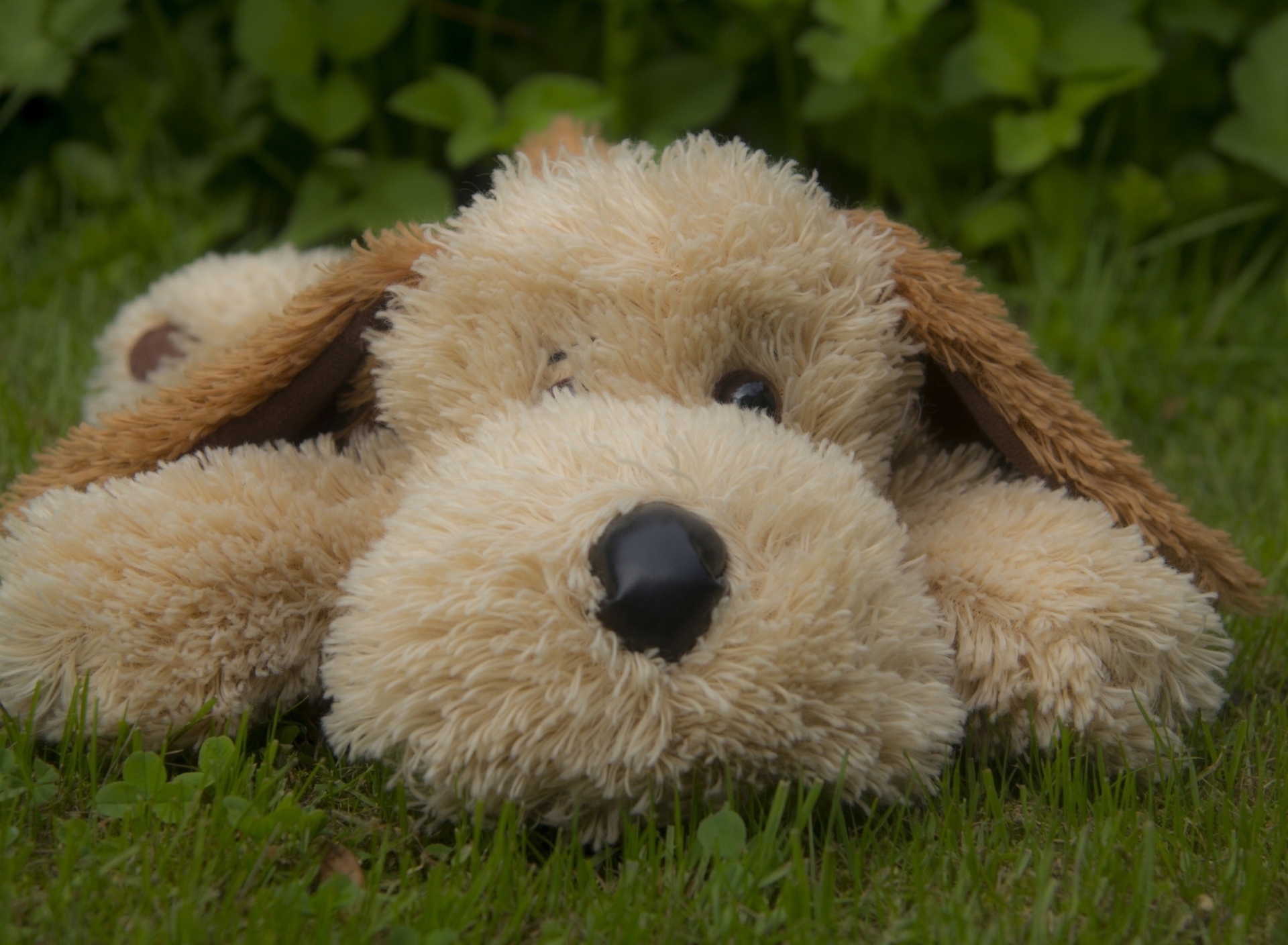 Lonely Plush Dog wallpaper 1920x1408