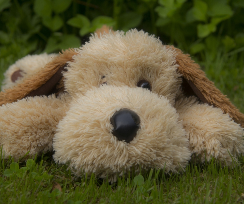 Das Lonely Plush Dog Wallpaper 960x800