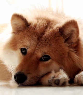 Cute Dog sfondi gratuiti per Nokia Asha 308
