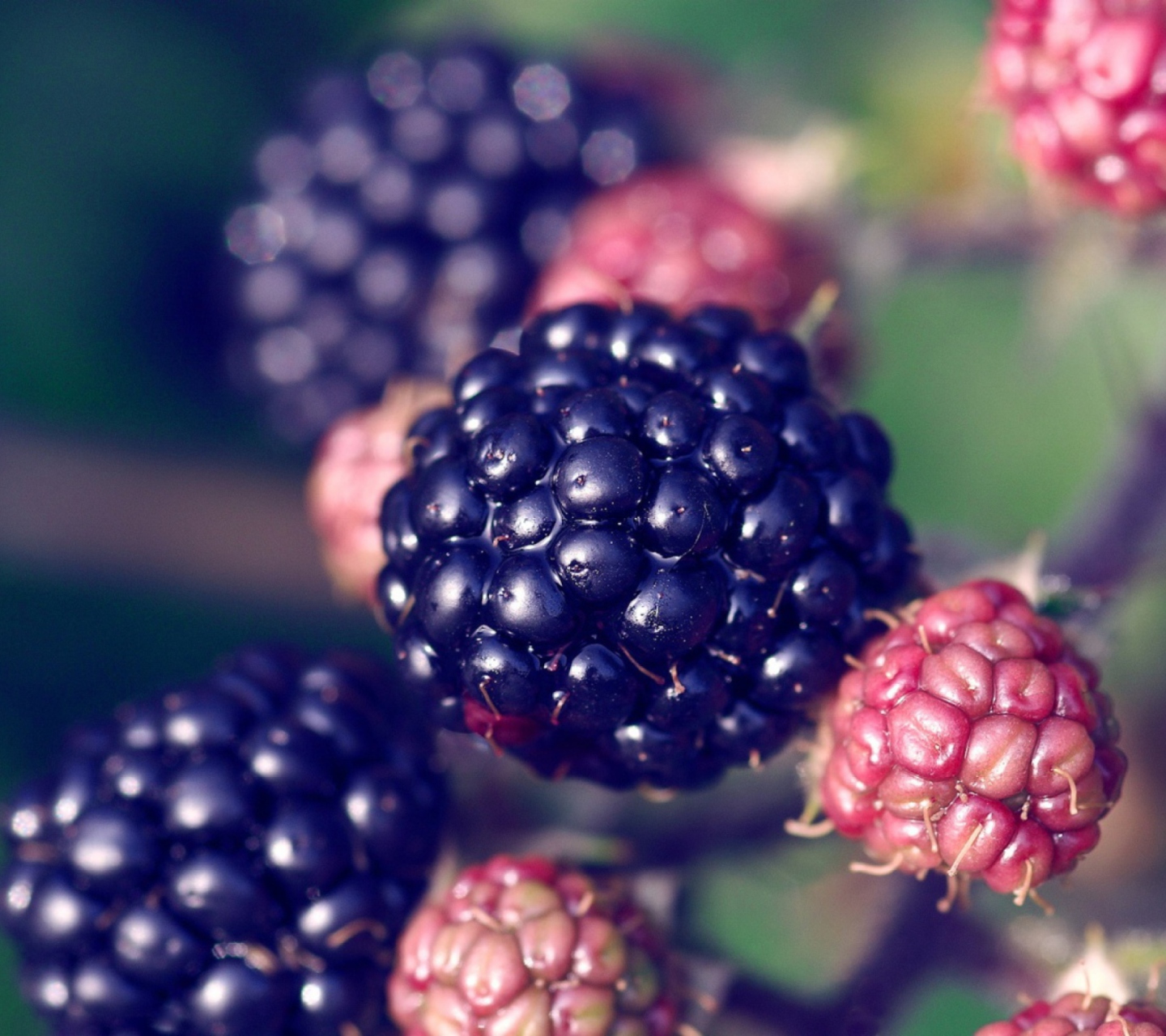 Screenshot №1 pro téma Juicy Blackberries 1440x1280