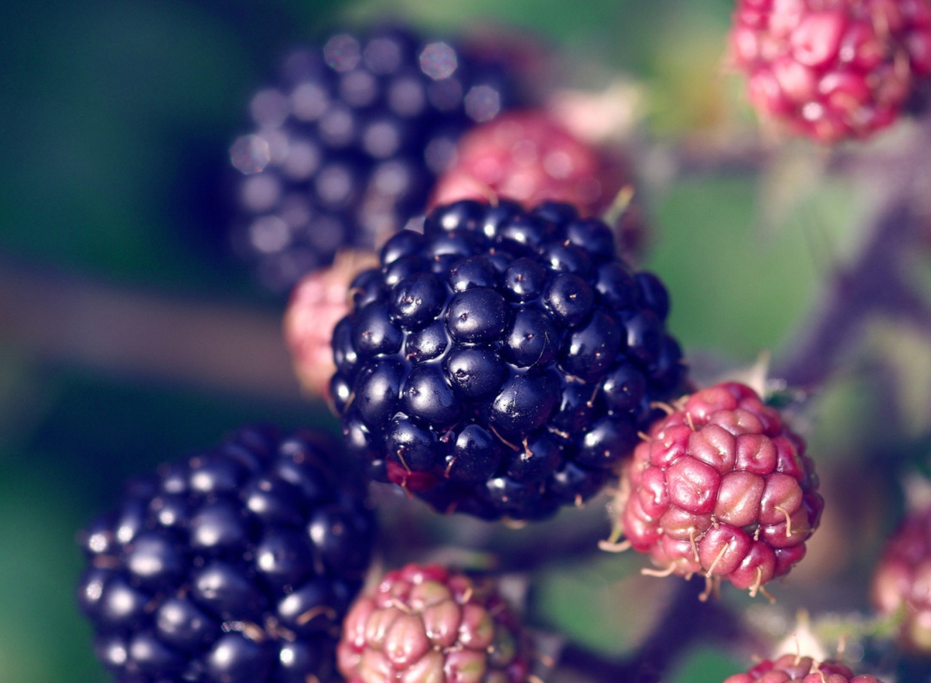 Sfondi Juicy Blackberries 1920x1408
