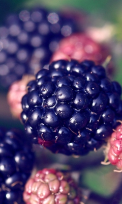 Fondo de pantalla Juicy Blackberries 240x400