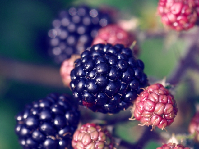 Das Juicy Blackberries Wallpaper 640x480