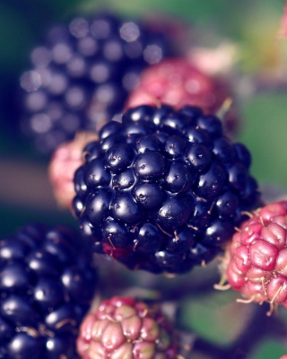 Juicy Blackberries - Obrázkek zdarma pro 240x400