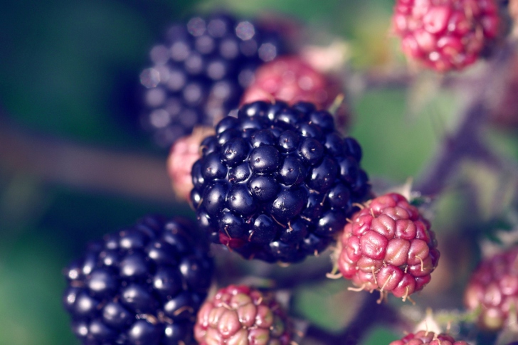 Das Juicy Blackberries Wallpaper