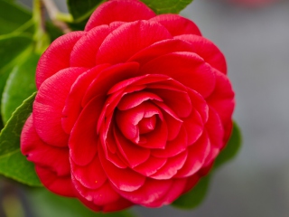 Sfondi Camellia 320x240