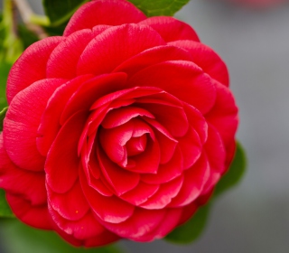 Camellia - Obrázkek zdarma pro iPad mini 2