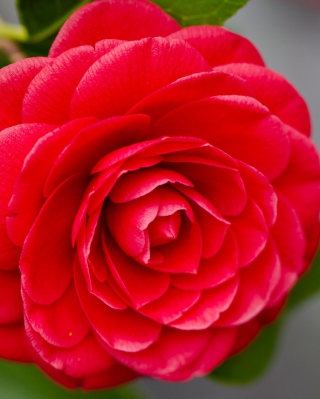 Camellia - Obrázkek zdarma pro Nokia C5-05