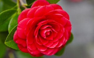 Camellia - Obrázkek zdarma pro HTC Desire HD