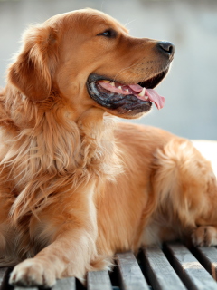 Retriever Dog screenshot #1 240x320