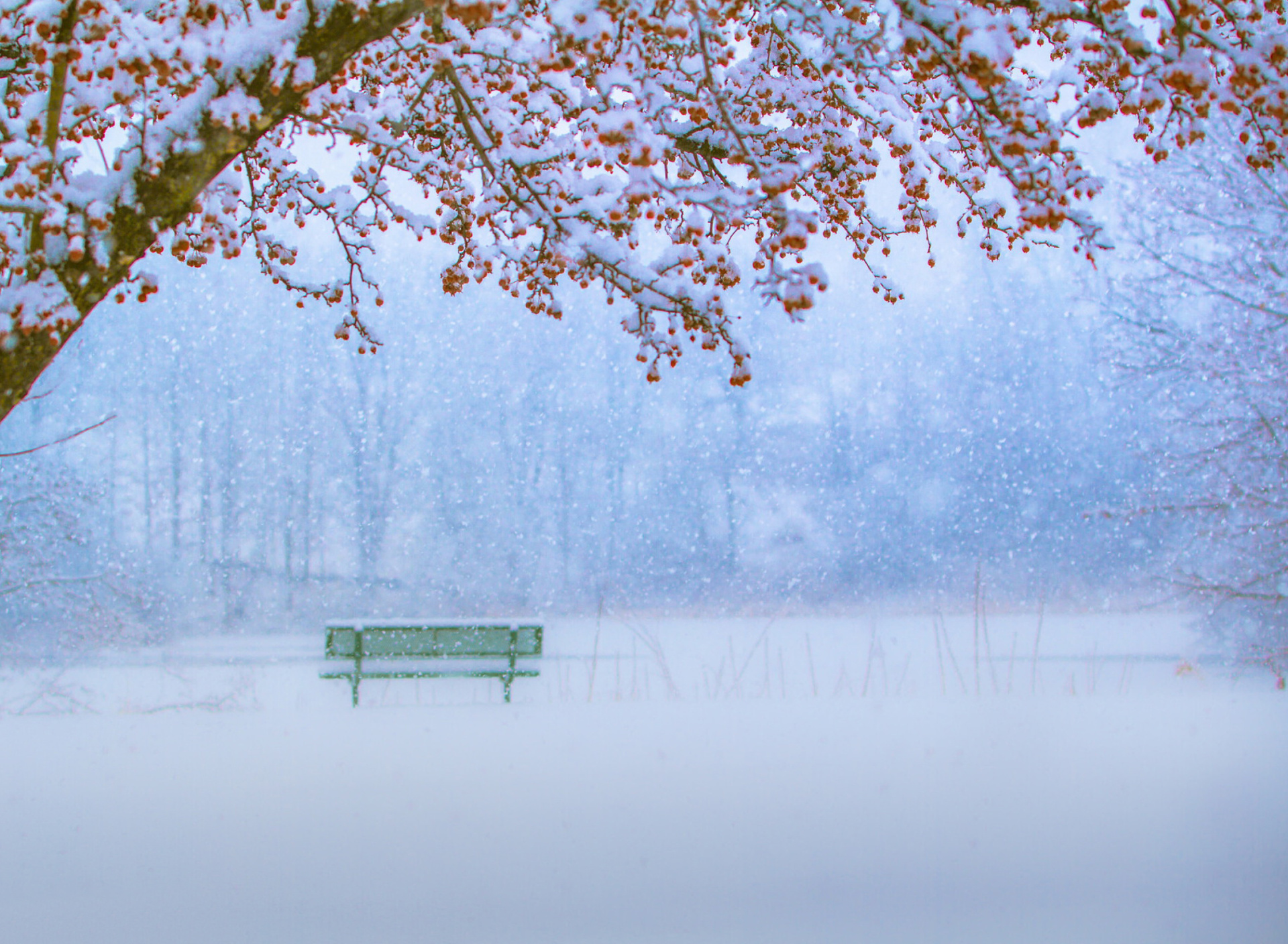 Fondo de pantalla Park in Snow 1920x1408