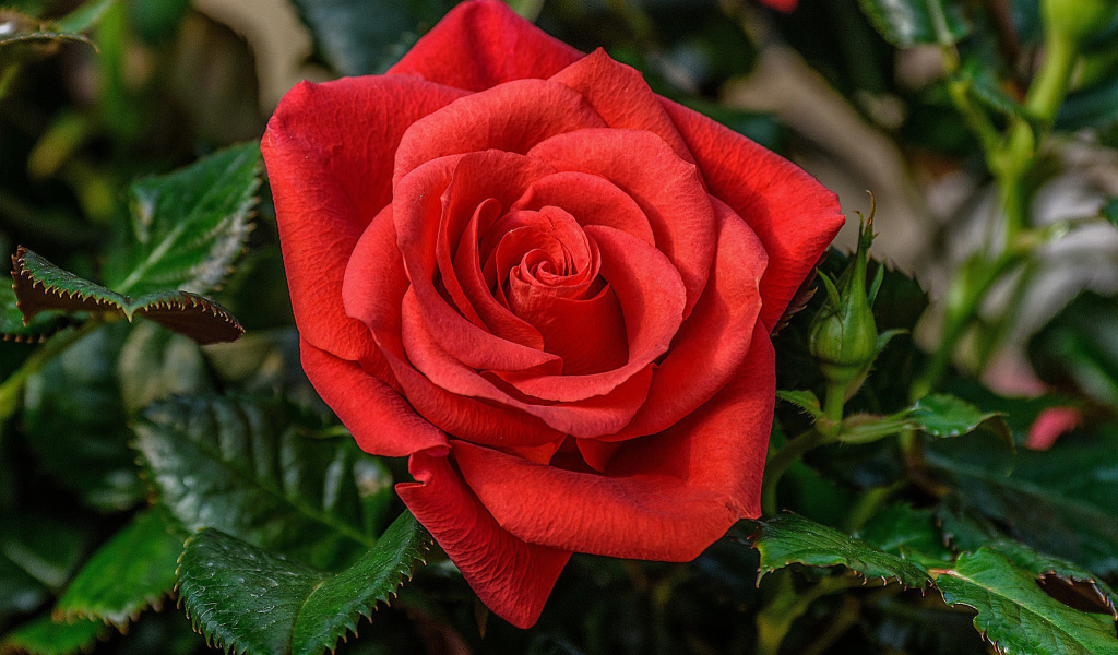 Lonely Red Rose wallpaper 1024x600