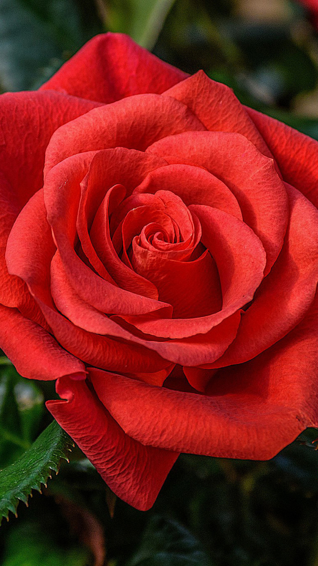 Lonely Red Rose wallpaper 1080x1920