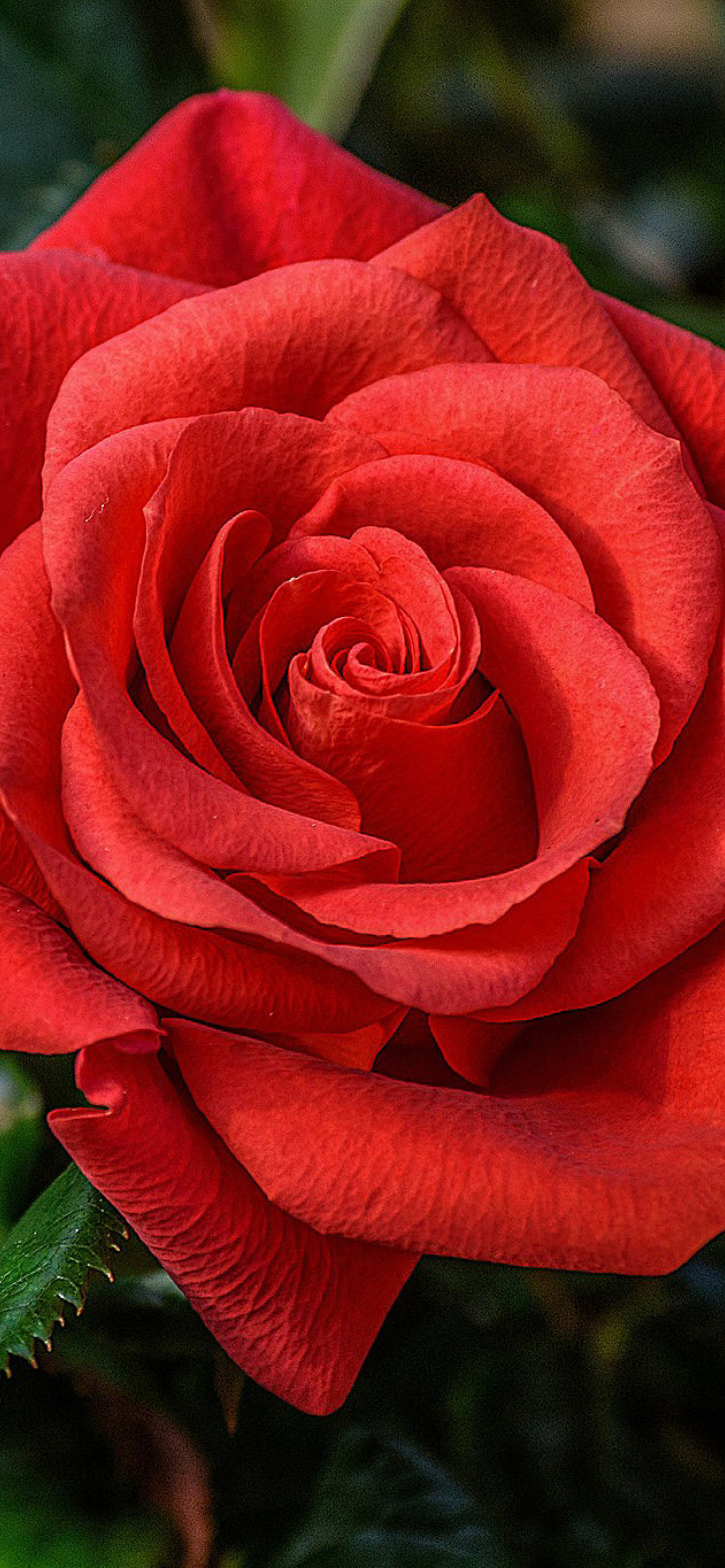 Lonely Red Rose wallpaper 1170x2532