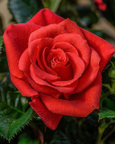 Sfondi Lonely Red Rose 128x160