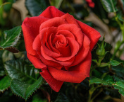 Lonely Red Rose wallpaper 176x144