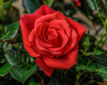 Lonely Red Rose wallpaper 220x176