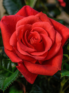Fondo de pantalla Lonely Red Rose 240x320