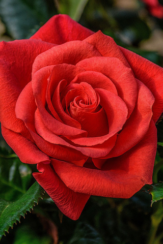 Обои Lonely Red Rose 320x480